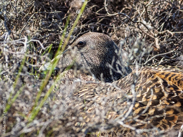 Obraz Eider duck in the nest