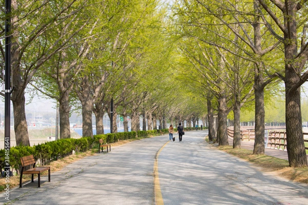 Obraz 은행나무 가로수길의 산책