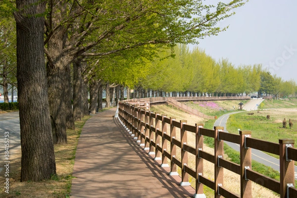 Obraz 은행나무 산책로