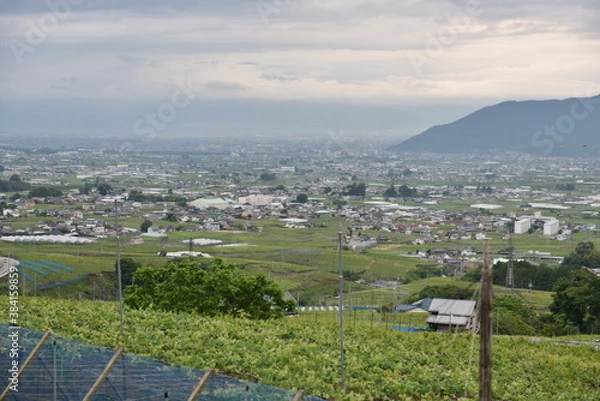 Obraz 勝沼ぶどう郷