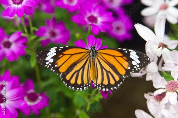 Fototapeta Butterfly is sucking flower nectar.
The butterfly is sucking the nectar from the flower.
The name of this butterfly is Common tiger.
