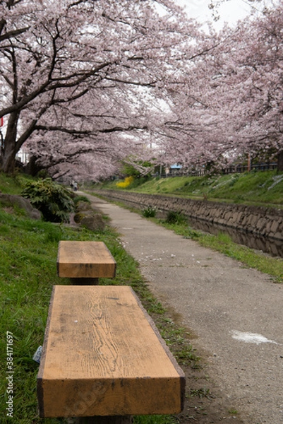 Fototapeta 埼玉、元荒川の桜並木