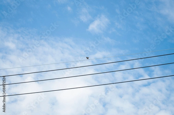 Fototapeta Birds perched on a string in the sky