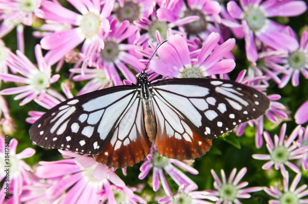 Fototapeta Butterfly is sucking flower nectar.
The name of the butterfly is chestnut tiger.
Scientific name is Parantica sita.
