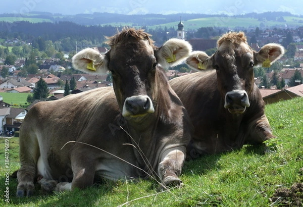 Obraz 2 Kühe am Wegesrand in den Voralpen