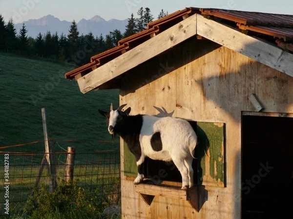 Obraz Ziege vor ihrem Stall auf dem Auerberg in Bayern