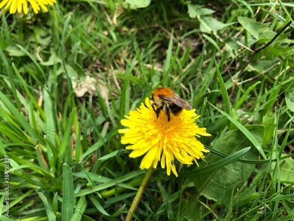 Fototapeta The bumblebee sits on a dandelion with greenery background. Yellow flower