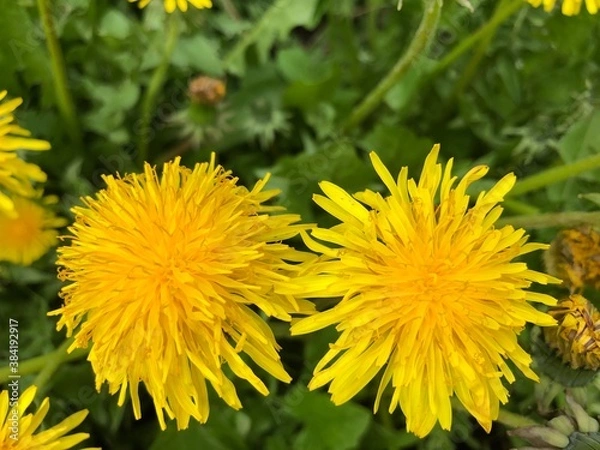 Fototapeta Close-up of yellow dandelions with green background. Daylight