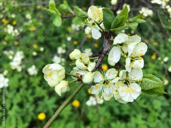 Fototapeta Blossoming cherry tree with green leaves and copy space