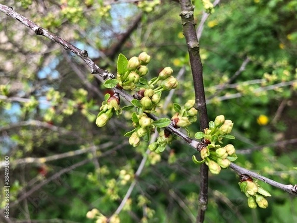Fototapeta Spring photo of a cherry branch with lots of small buds. GReen background with copy space