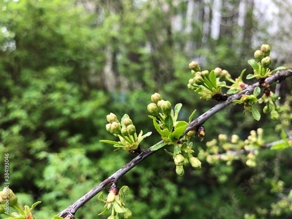 Fototapeta Spring photo of a cherry branch with lots of small buds. GReen background with copy space