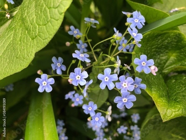 Fototapeta Blue gentle forget-me-nots with green leaves during the day