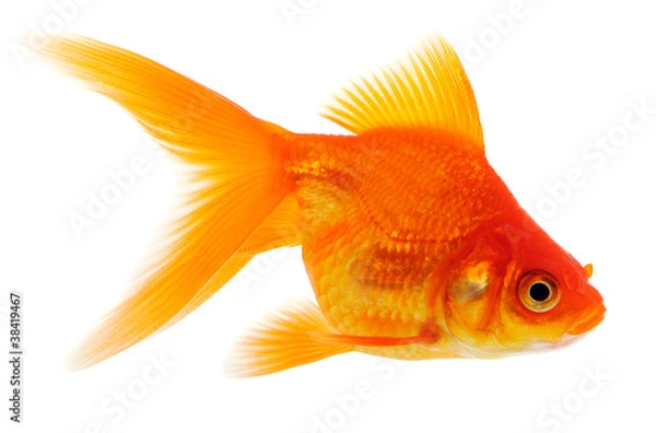 Obraz Orange Goldfish on White Background