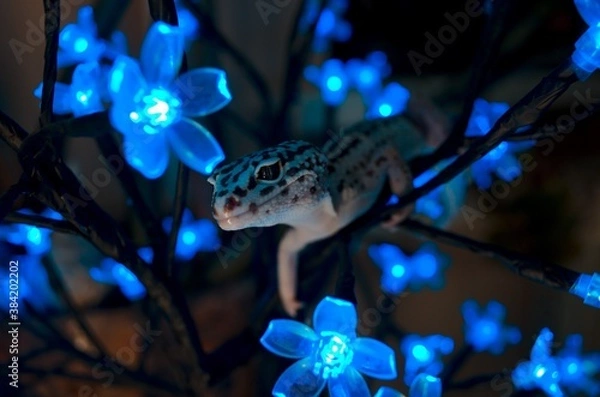 Fototapeta New year Leopard gecko 