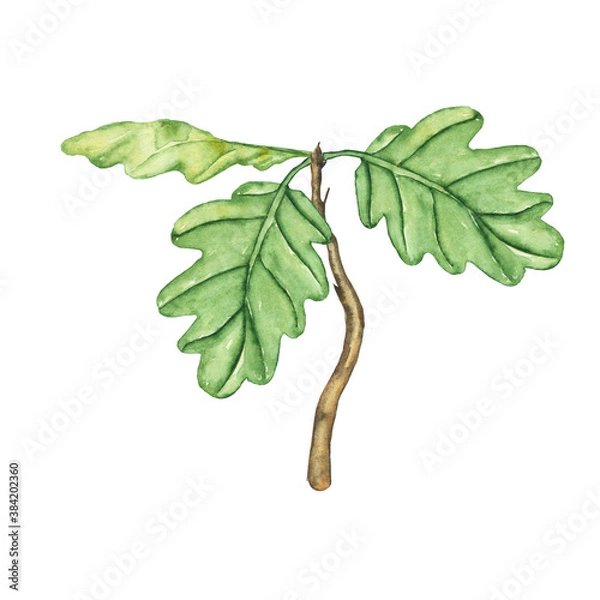 Fototapeta Small oak plant isolated on white background. Watercolor hand drawn illustration of seedling of tree with green leaves. Perfect for print, poster, banner, cover, textile, pattern.