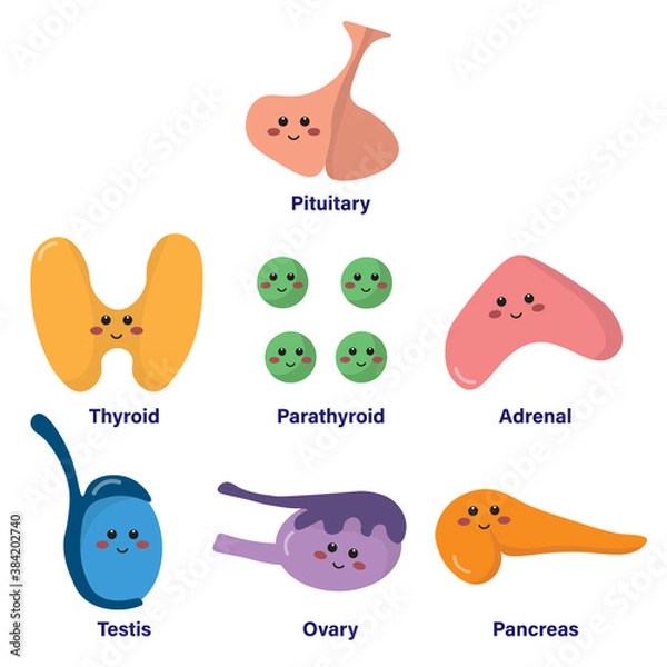 Fototapeta Set of glands in endocrine system, comprised of pituitary, thyroid, parathyroid, adrenal, testis, ovary and pancreas, with cute and smiling face