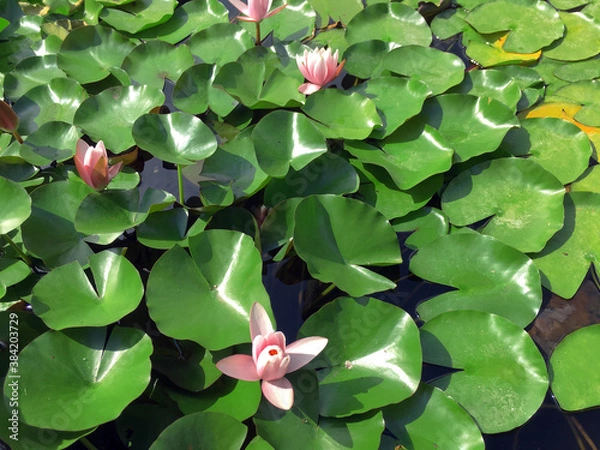 Fototapeta Nymphaea Rose Arey, pink water flower