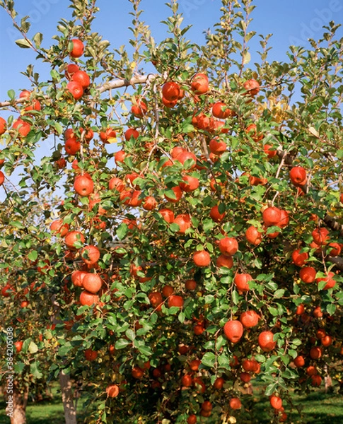 Fototapeta リンゴ