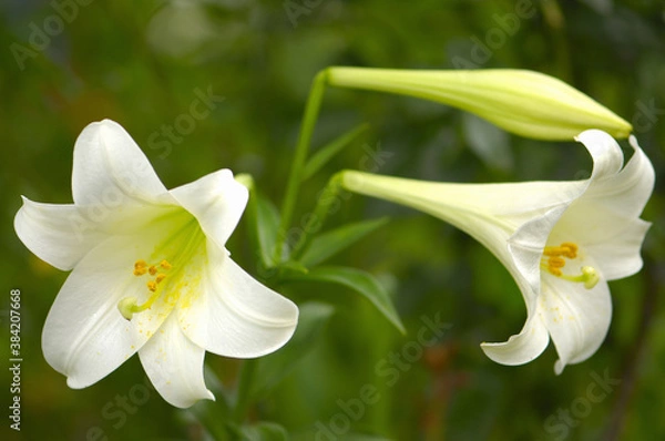 Fototapeta ゆりの花