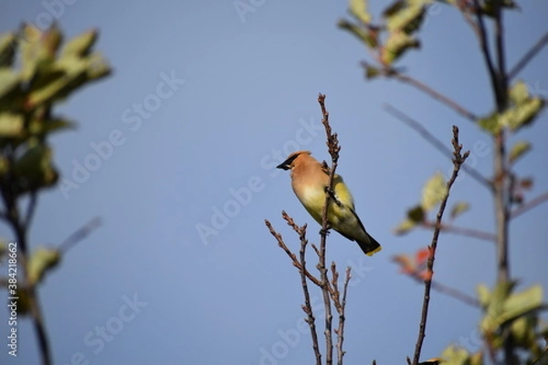 Fototapeta Cedar waxwing perched on shrub
