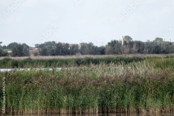 Fototapeta  Reed grass with blurred background in countryside. Cattail green reeds on lake water
