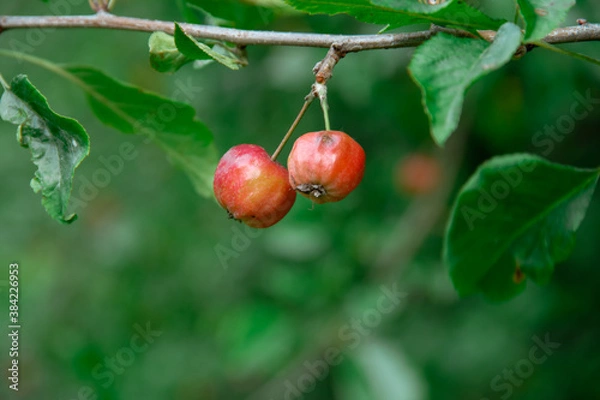 Obraz a couple of wild apples on a branch