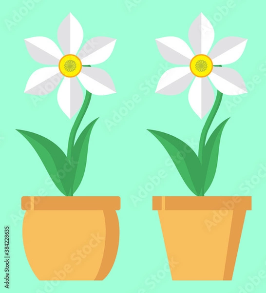 Fototapeta Daffodil spring flower in a flower pot. Vector illustration isolated on a stylish colored background. It can be used as a decorative element on a website or banners, as a greeting or invitation card, 