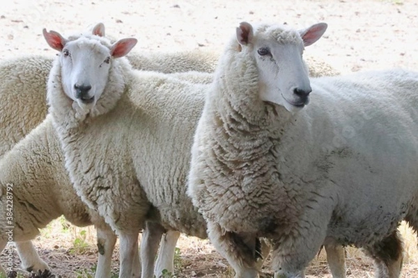 Fototapeta Sheep herd