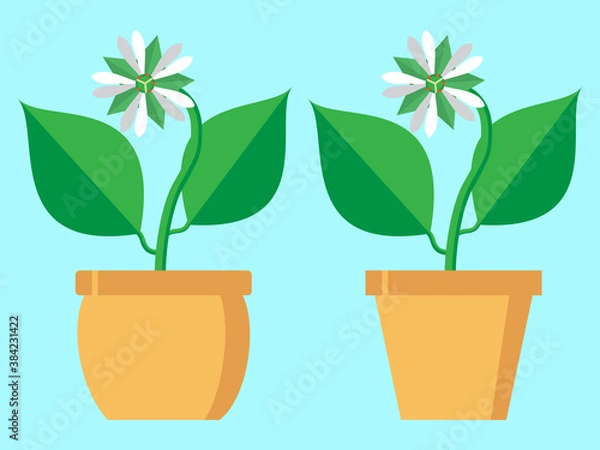 Fototapeta Vector illustration of a Stellaria flower. Isolated on a stylish colored background. It can be used as a birthday or other holiday greeting card, as a decorative element on a website or banner.