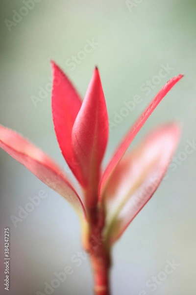 Obraz サザンカの新芽