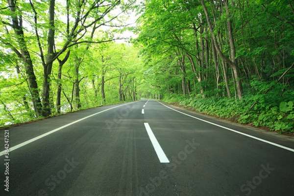 Fototapeta 新緑の道