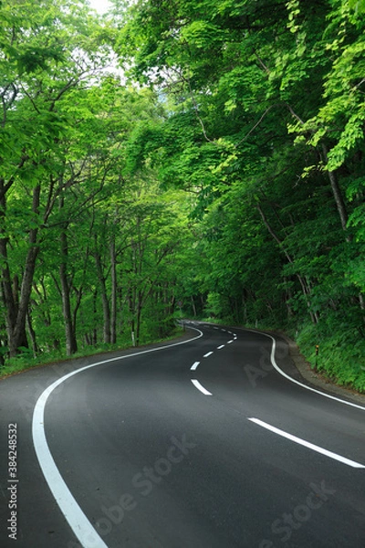 Fototapeta 新緑の道