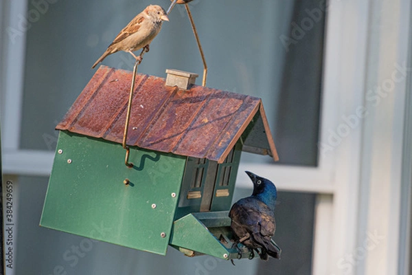 Obraz Bird Feeder