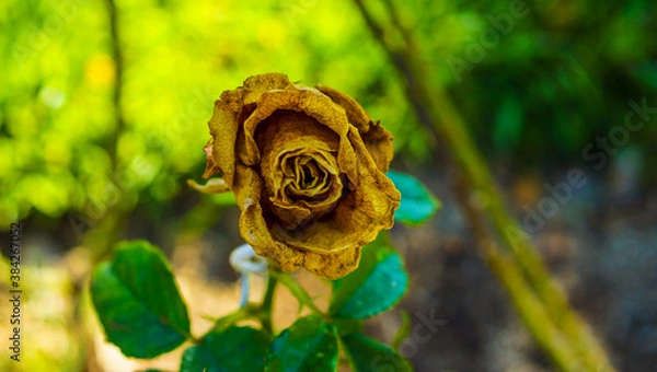 Obraz rose in the garden