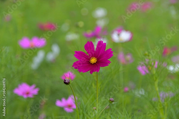 Fototapeta 紫色のコスモス