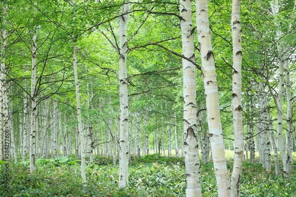 Fototapeta 白樺林