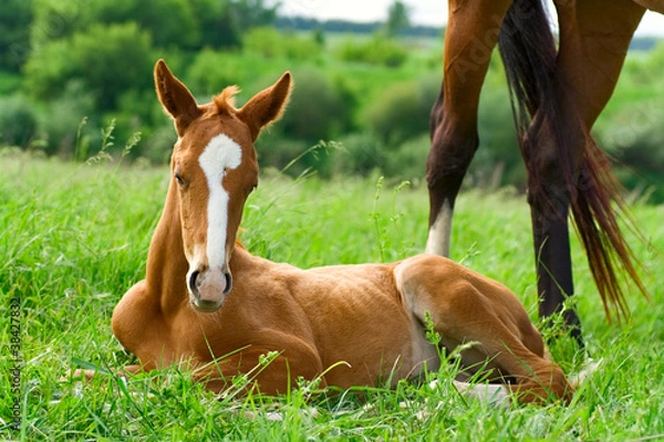 Obraz foal on green grass