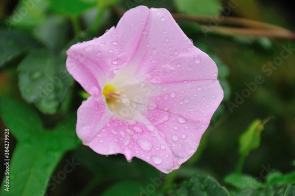 Fototapeta ヒルガオ