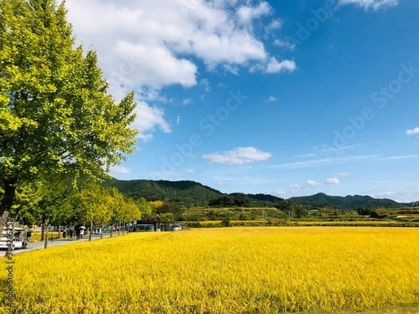 Obraz rapeseed field and sky