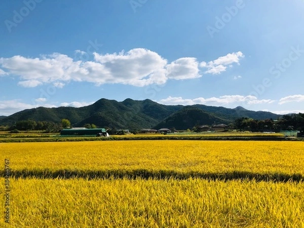 Obraz rice field
