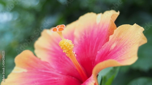 Obraz ハイビスカスの雌しべ
