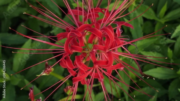 Obraz 彼岸花のアップ