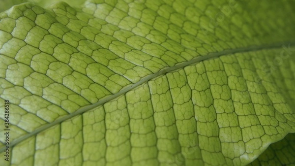 Obraz 植物のマクロ