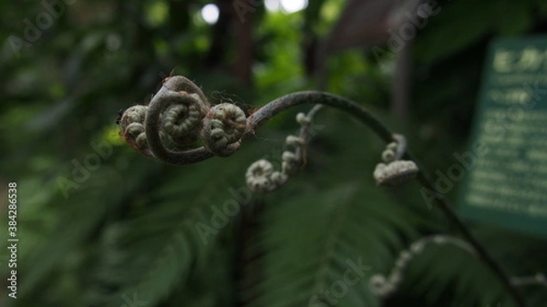 Fototapeta シダ植物の先端マクロ