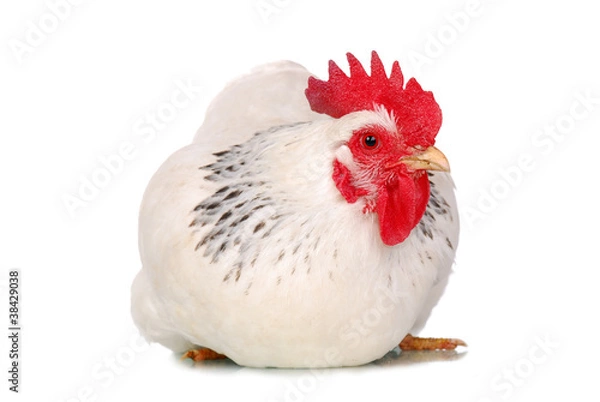Obraz Hen isolated on white.