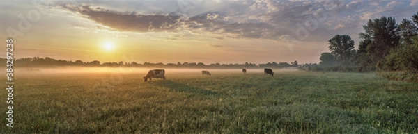 Fototapeta Panorama of grazing cows in a meadow with grass covered with dewdrops and morning fog, and in the background the sunrise in a small haze.