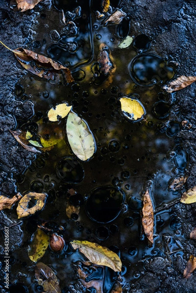 Obraz 
making close-ups in the woods