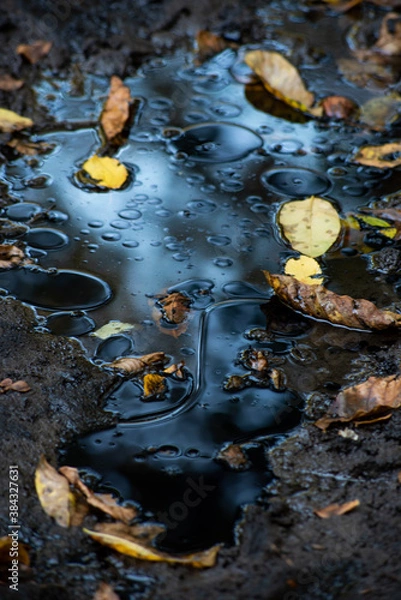 Obraz 
making close-ups in the woods