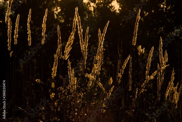 Obraz 
exploring the forest near me