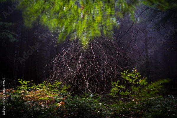 Obraz 
exploring the forest near me